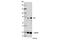 Tumor Protein P73 antibody, 14620S, Cell Signaling Technology, Western Blot image 