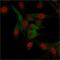 CD68 Molecule antibody, GTX34544, GeneTex, Immunocytochemistry image 