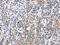 Centrosomal Protein 97 antibody, CSB-PA186887, Cusabio, Immunohistochemistry paraffin image 