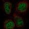 Zinc Finger And BTB Domain Containing 47 antibody, NBP2-56064, Novus Biologicals, Immunofluorescence image 