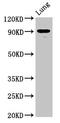 Semaphorin 4B antibody, CSB-PA868280LA01HU, Cusabio, Western Blot image 