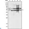 GA Binding Protein Transcription Factor Subunit Alpha antibody, LS-C814012, Lifespan Biosciences, Immunofluorescence image 
