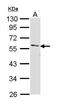 Interleukin 1 Receptor Associated Kinase 4 antibody, PA5-29699, Invitrogen Antibodies, Western Blot image 