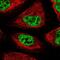 Splicing Factor 3b Subunit 6 antibody, NBP1-87431, Novus Biologicals, Immunofluorescence image 