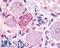 MAS Related GPR Family Member E antibody, LS-A4343, Lifespan Biosciences, Immunohistochemistry frozen image 
