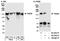 PDS5 Cohesin Associated Factor B antibody, A300-537A, Bethyl Labs, Immunoprecipitation image 