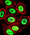 EWS RNA Binding Protein 1 antibody, LS-C167853, Lifespan Biosciences, Immunofluorescence image 