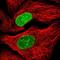 Transmembrane Protein 175 antibody, NBP2-49247, Novus Biologicals, Immunofluorescence image 