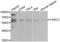 FA Complementation Group C antibody, abx001499, Abbexa, Western Blot image 