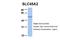 Solute Carrier Family 45 Member 2 antibody, NBP1-59786, Novus Biologicals, Western Blot image 