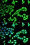 GABA Type A Receptor-Associated Protein antibody, LS-C334171, Lifespan Biosciences, Immunofluorescence image 