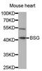 Basigin (Ok Blood Group) antibody, MBS126673, MyBioSource, Western Blot image 