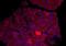 Histone Cell Cycle Regulator antibody, orb6150, Biorbyt, Immunohistochemistry paraffin image 