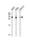 Cyclin Dependent Kinase Inhibitor 1B antibody, abx031336, Abbexa, Western Blot image 