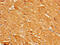 Myoglobin antibody, CSB-PA013529YA01HU, Cusabio, Immunohistochemistry frozen image 