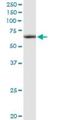 ATPase Family AAA Domain Containing 3A antibody, H00055210-D01P, Novus Biologicals, Western Blot image 