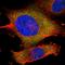 MDM2 Binding Protein antibody, NBP1-86408, Novus Biologicals, Immunofluorescence image 