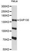 SAP130 antibody, LS-C748918, Lifespan Biosciences, Western Blot image 