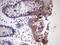 Peripherin antibody, LS-C339863, Lifespan Biosciences, Immunohistochemistry paraffin image 