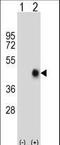 FAS antibody, LS-C166052, Lifespan Biosciences, Western Blot image 