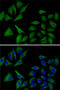 Antioxidant 1 Copper Chaperone antibody, 22-522, ProSci, Immunofluorescence image 