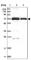 Aspartyl-TRNA Synthetase 2, Mitochondrial antibody, HPA026528, Atlas Antibodies, Western Blot image 