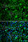 Trimethyllysine Hydroxylase, Epsilon antibody, A7312, ABclonal Technology, Immunofluorescence image 