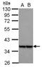 Mitochondrial Ribosomal Protein L3 antibody, NBP2-19404, Novus Biologicals, Western Blot image 