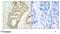 Protein Kinase C Delta antibody, GTX78968, GeneTex, Immunohistochemistry paraffin image 
