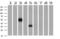 Neuroplastin antibody, MA5-25884, Invitrogen Antibodies, Western Blot image 
