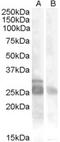 Myogenic factor 5 antibody, EB08504, Everest Biotech, Western Blot image 