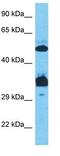 Sp7 Transcription Factor antibody, GTX50962, GeneTex, Western Blot image 