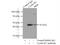 Cyclin B2 antibody, 21644-1-AP, Proteintech Group, Immunoprecipitation image 