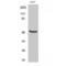 Transcription Factor Dp-2 antibody, LS-C383189, Lifespan Biosciences, Western Blot image 