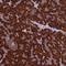 BTB Domain Containing 3 antibody, HPA042048, Atlas Antibodies, Immunohistochemistry frozen image 