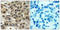 Cell Division Cycle 25C antibody, LS-C118073, Lifespan Biosciences, Immunohistochemistry frozen image 