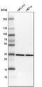 PCNA antibody, HPA030522, Atlas Antibodies, Western Blot image 