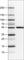 WW Domain Containing Transcription Regulator 1 antibody, AMAb90730, Atlas Antibodies, Western Blot image 