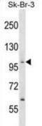 Protein Phosphatase 1 Regulatory Subunit 13B antibody, abx029352, Abbexa, Western Blot image 