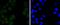 POU Class 5 Homeobox 1 antibody, NBP2-67748, Novus Biologicals, Immunofluorescence image 