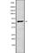 Keratin 9 antibody, PA5-68041, Invitrogen Antibodies, Western Blot image 