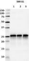Synaptosome Associated Protein 25 antibody, 836306, BioLegend, Western Blot image 