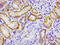 CREB Regulated Transcription Coactivator 2 antibody, LS-C674555, Lifespan Biosciences, Immunohistochemistry paraffin image 