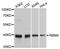 RNA Binding Motif Protein 4 antibody, A4073, ABclonal Technology, Western Blot image 