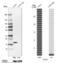 Claudin 1 antibody, NBP2-38578, Novus Biologicals, Western Blot image 