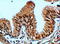 F-Box And Leucine Rich Repeat Protein 12 antibody, TA311466, Origene, Immunohistochemistry frozen image 