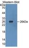 CD334 antibody, LS-C374241, Lifespan Biosciences, Western Blot image 