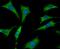 Mindbomb E3 Ubiquitin Protein Ligase 1 antibody, A01387-2, Boster Biological Technology, Immunocytochemistry image 