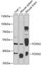 Forkhead Box N2 antibody, GTX66492, GeneTex, Western Blot image 