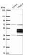 Tripartite Motif Family Like 2 antibody, PA5-60533, Invitrogen Antibodies, Western Blot image 